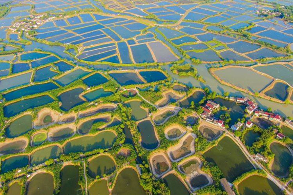 Aerial photos depict mulberry fish ponds in Huzhou   