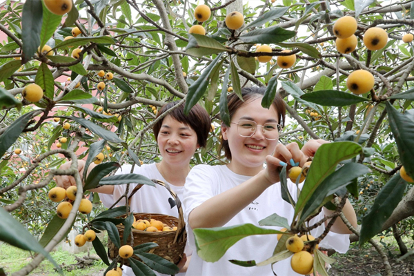 Loquats enter harvest season in Huzhou