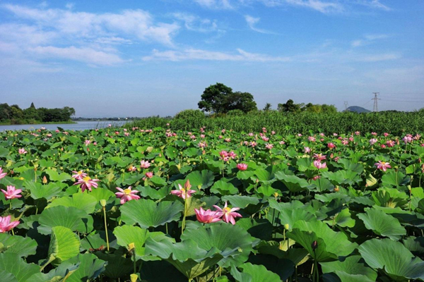 In pics: Lotus blossoms in Songshi village