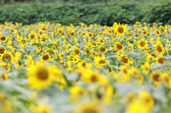 Sea of sunflowers in Huzhou enthralls visitors