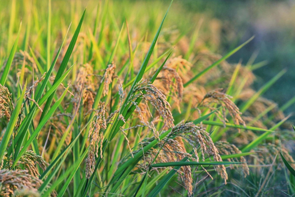In pics: Rice enters harvest season in Huzhou