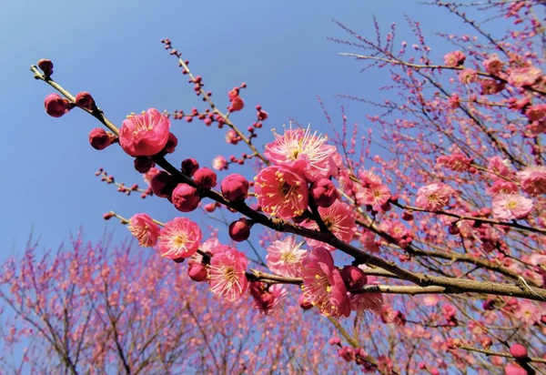 Best places to admire plum blossoms in Huzhou
