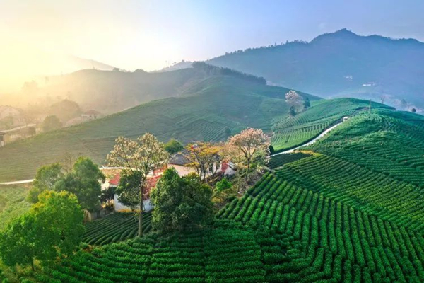 Huzhou welcomes tea harvest season