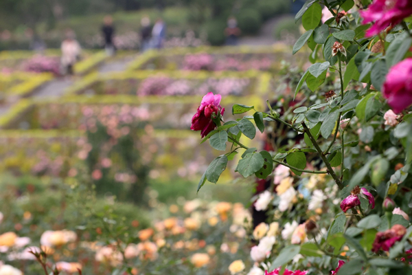 Roses enter flowering period in Huzhou