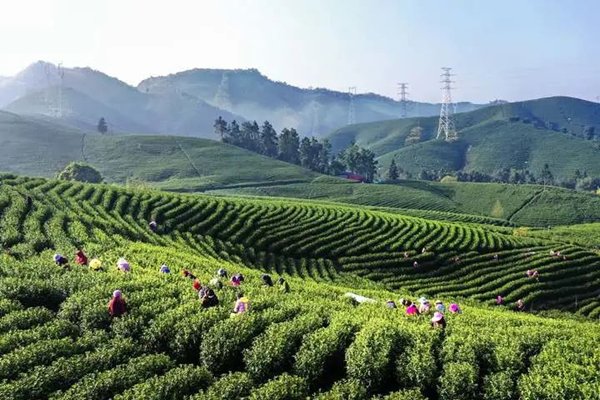 Huzhou village donates tea to promote common prosperity