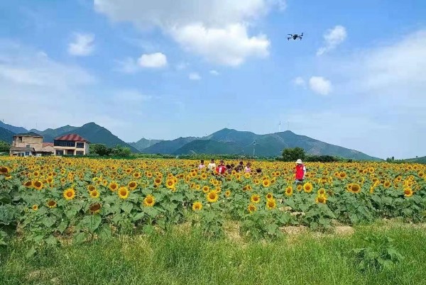 Sea of sunflowers abloom in Huzhou