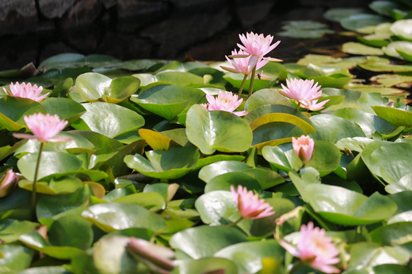 In pics: Lotus flowers in full bloom
