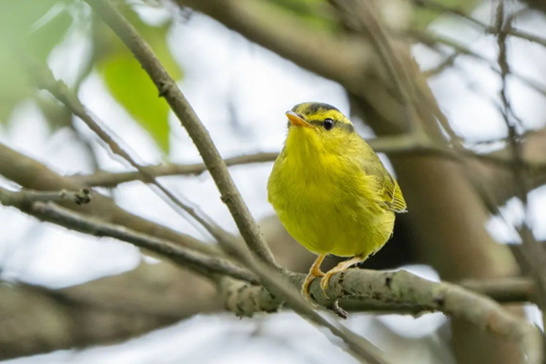 Sulphur-breasted warbler spotted in Anji nature reserve