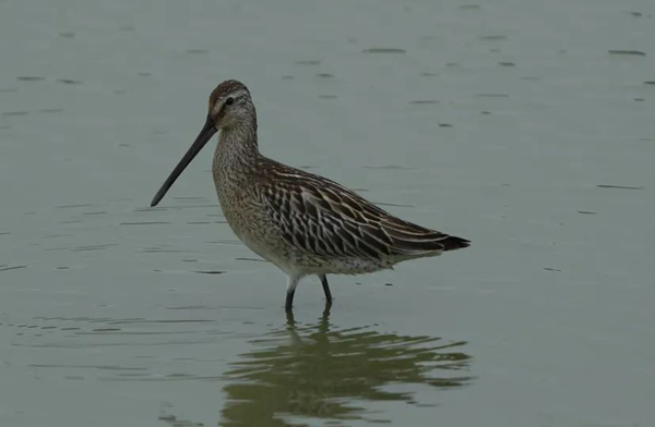 Asian dowitcher spotted in Huzhou