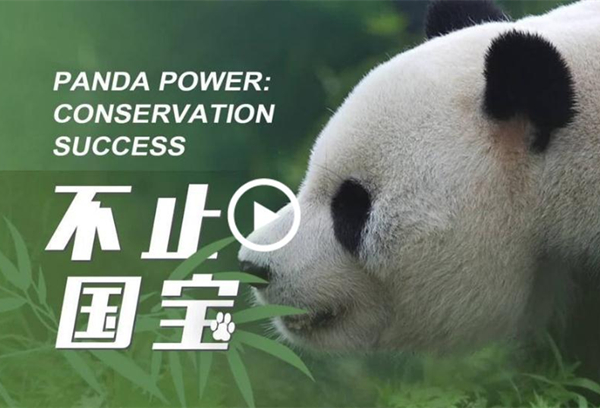 Panda power: Conservation success