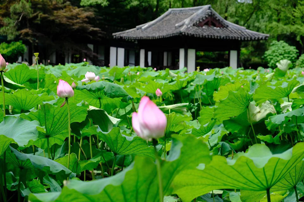 Lotus flower exhibition to open in Huzhou park                                