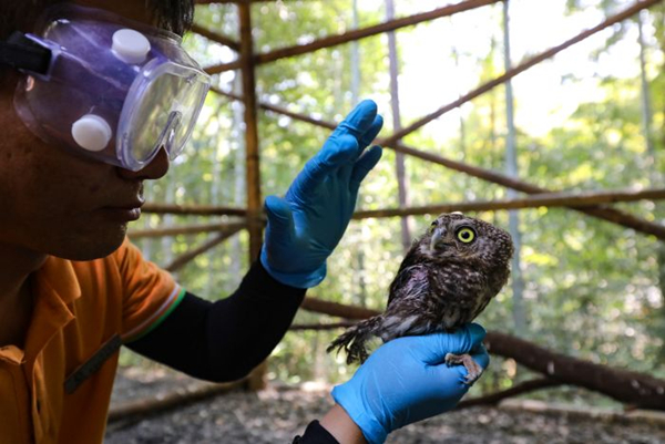 Sanctuary helps over 150 injured animals return to wild 