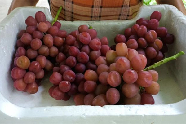 Huzhou grapes shine at provincial contest