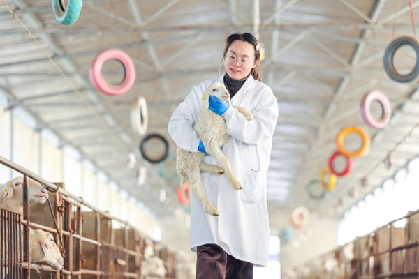 Modern 'shepherd' revolutionizes sheep farming in Huzhou