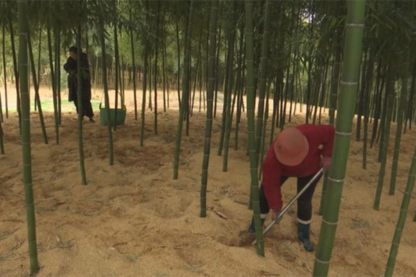 Huzhou farmers bring bamboo shoots to market ahead of schedule