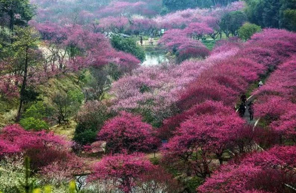 Huzhou blossoms into a captivating plum paradise