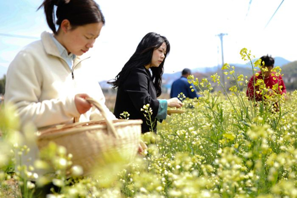 Rapeseed flower business thriving in Huzhou