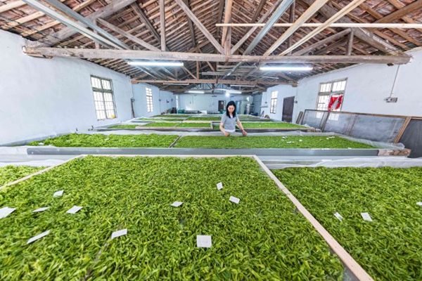 Spring tea production in full swing in Wuxing