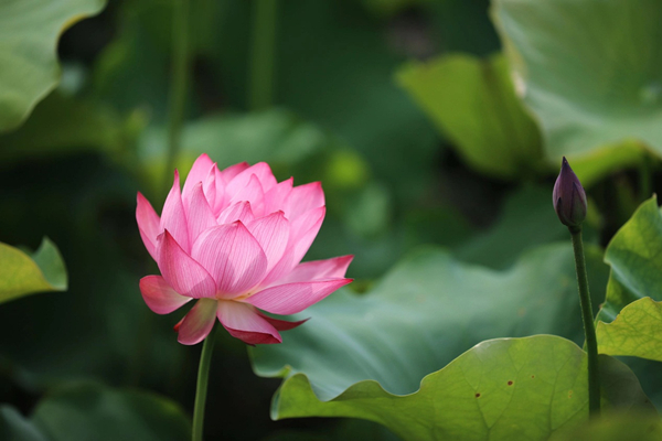 Lotus flowers cast magical spell on Huzhou village
