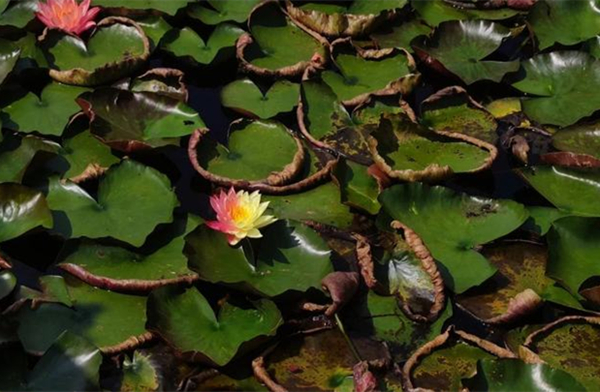 Rare bicolor water lilies blossom in Anji park