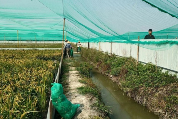 Rice-frog symbiosis model brings bountiful harvest to Huzhou