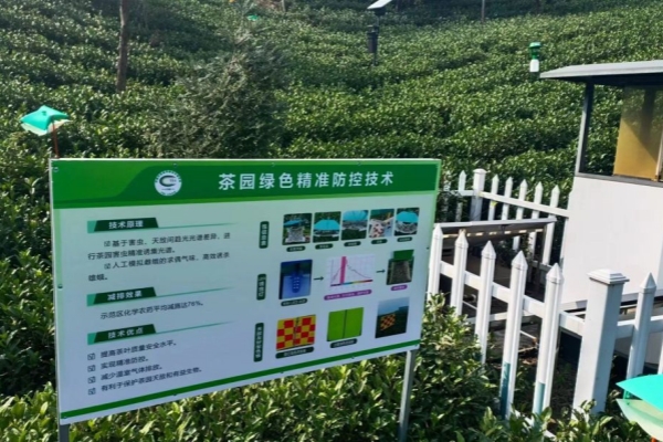 Huzhou pioneers promotion of eco-friendly low-carbon tea production techniques