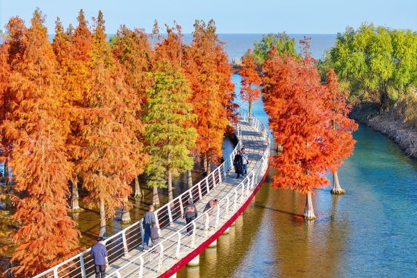 Vibrant metasequoias decorate Taihu Lake in Huzhou