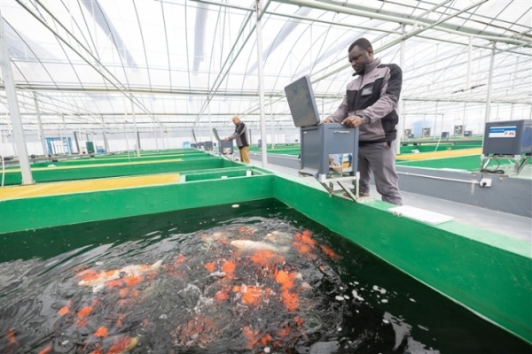 Guinean dedicated to koi breeding in Huzhou