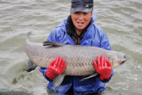 Huzhou's Linghu black carp garners national accolade