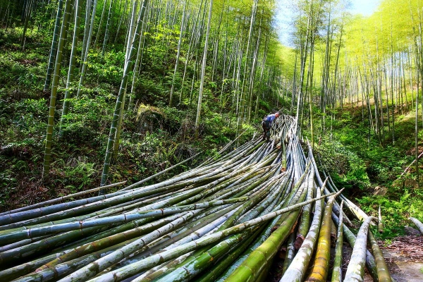 China pushes for bamboo to replace plastics