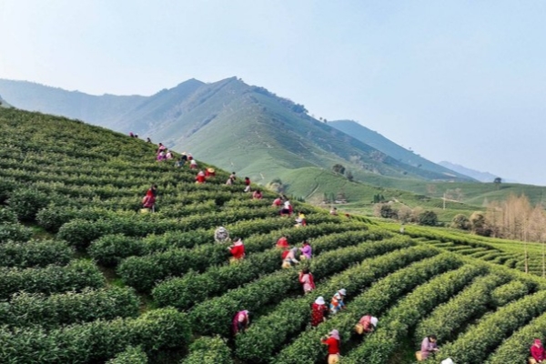 Sip tea culture in Huzhou