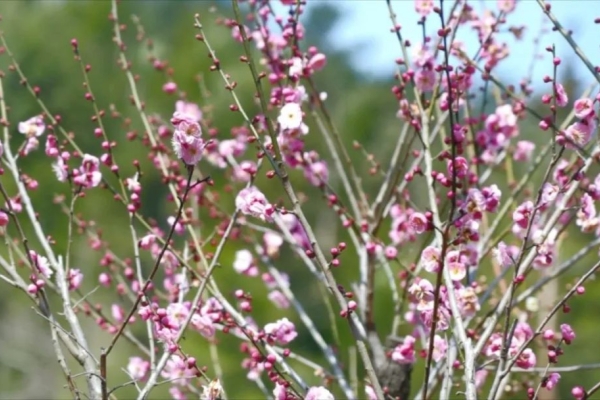 Exploring enchanting plum blossoms in Huzhou