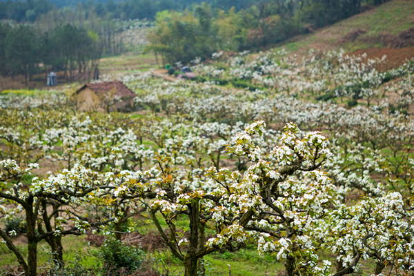 300-mu pear trees enter flowering period in Anji