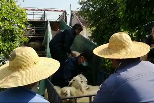 Huzhou donates 430 sheep to Sichuan county