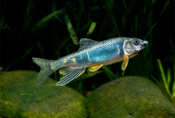 New fish species discovered in Deqing