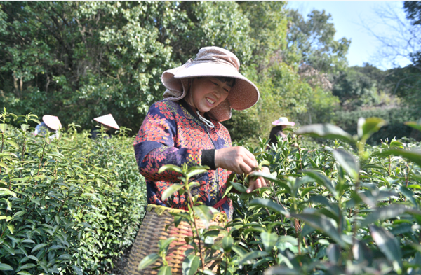 Huzhou welcomes spring tea harvest season