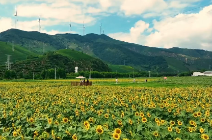Tourism blooms in Changxing with vibrant sunflower fields