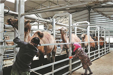 Riches of camel milk bring prosperity to Alshaa area