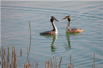 Migratory birds visit Inner Mongolia wetland