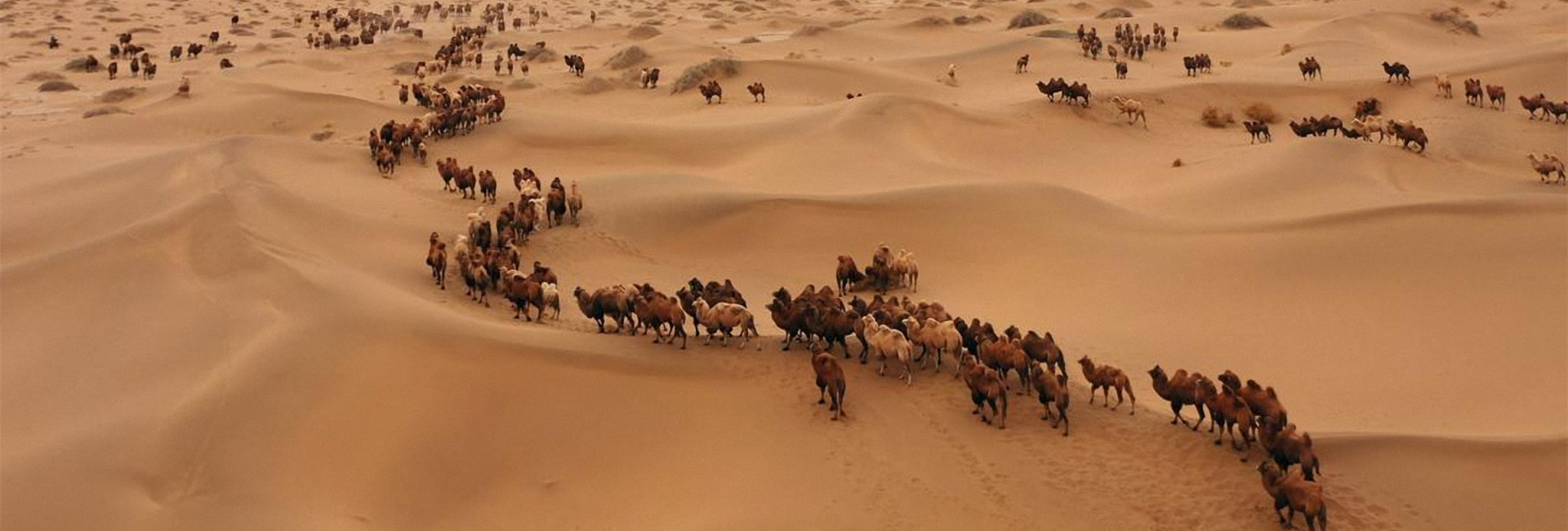 Camels create stunning migration scene in the Badain Jaran Desert