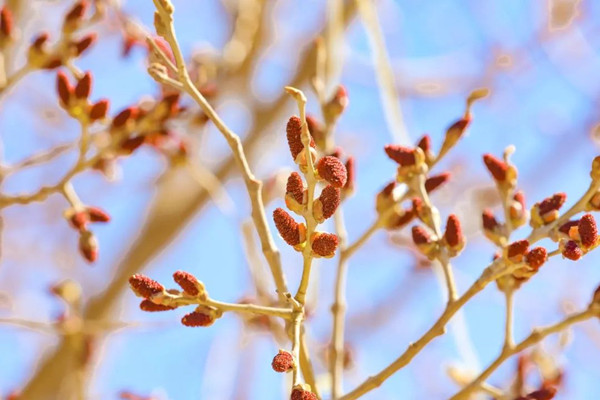 Ejine’s Populus euphratica blooms: A testament to endurance