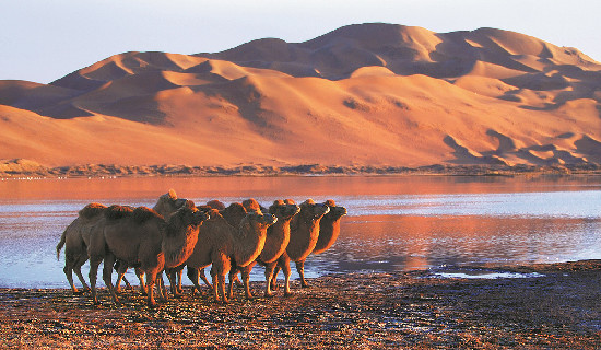 Alshaa desert adventure tour wins regional recognition
