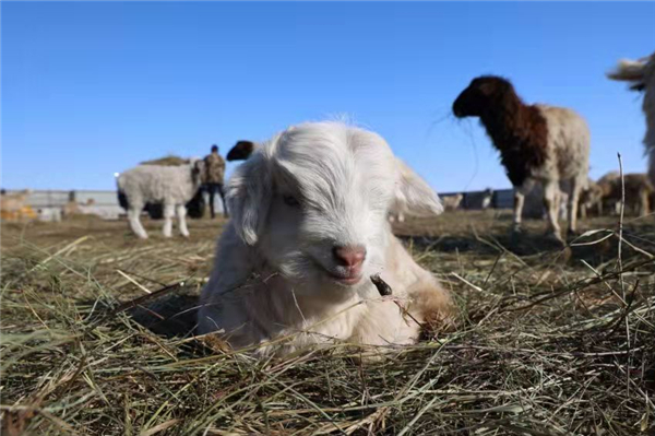 Lamb Delivery Brings New Hope To Grassland