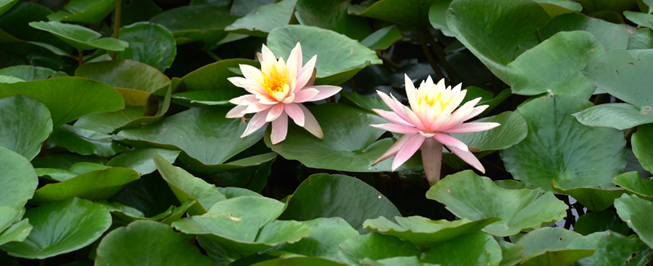 ​Jiading water lilies burst into bloom