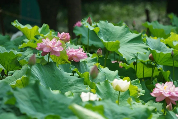 Lotus flowers bloom across scenic areas in Jiading