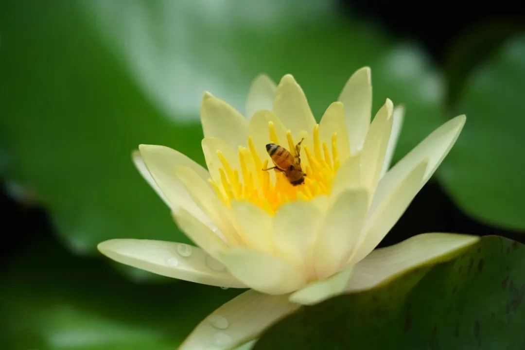 Shanghai Lotus and Water Lily Exhibition spotlights Guyi Garden