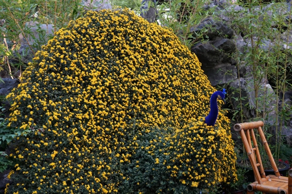 In pics: Chrysanthemum bonsai delight at Guyi Garden