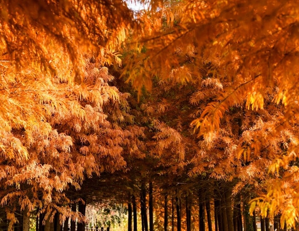 Dawn redwoods unveil enchanting colors at Jiading ecological park