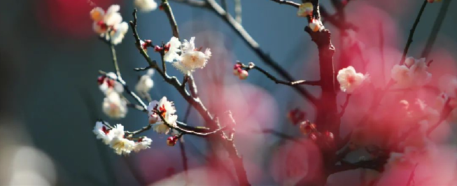 Plum blossoms bloom in Jiading