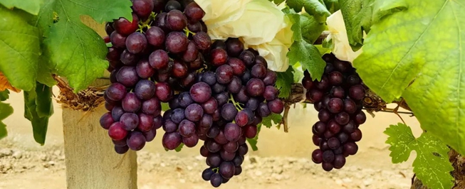 Earliest varieties of Malu grapes to hit the market